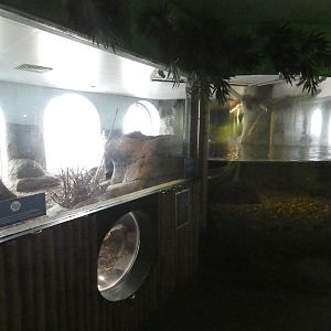 Asian short-clawed otter enclosure