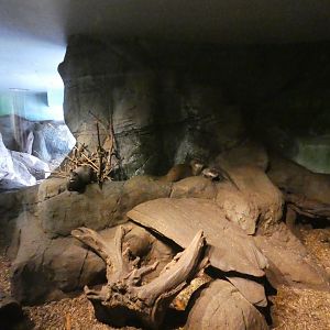 Asian short-clawed otter enclosure (2)