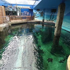 Shark Wreck Reef (Main tank)