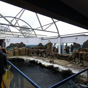 Humboldt's penguin enclosure
