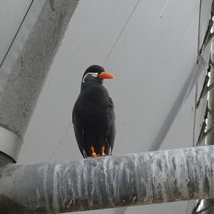 Inca tern
