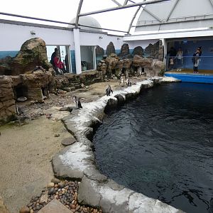 Humboldt's penguin enclosure (2)