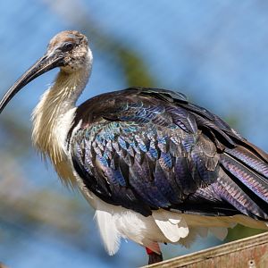 Straw-necked Ibis / Exmoor Zoo / 19-5-21