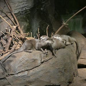 Asian short-clawed otter