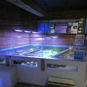 Coral exhibit