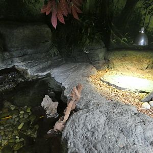 Dwarf crocodile enclosure