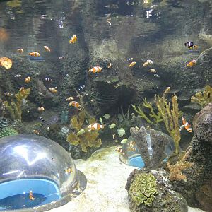Clown fish exhibit