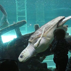 Loggerhead sea turtle