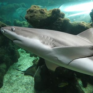 Black-tip reef shark