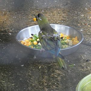 Patagonian conure