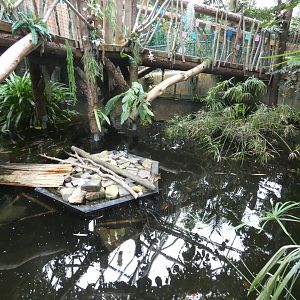 Koi carp and terrapin enclosure (Plantasia Swansea)