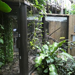 Burmese python enclosure (Plantasia Swansea)