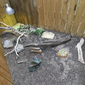 Egyptian tortoise and Bearded dragon enclosure (Plantasia Swansea)