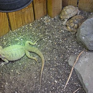 Egyptian tortoise and Bearded dragon (Plantasia Swansea)