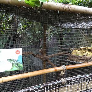 Green iguana enclosure (Plantasia Swansea)