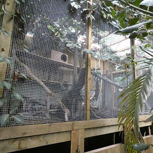 Asian leopard cat enclosure (Plantasia Swansea)