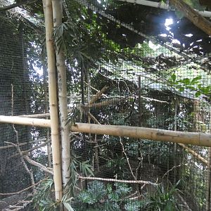 Marmoset enclosure (Plantasia Swansea)