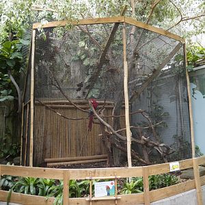 Macaw aviary (Plantasia Swansea)