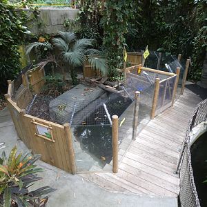 Spectacled caiman enclosure (Plantasia Swansea)
