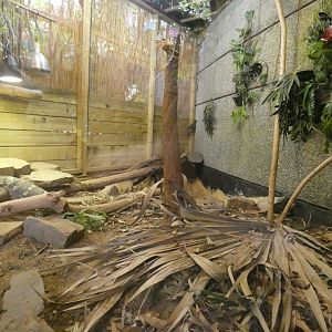 Asian water monitor exhibit (Plantasia Swansea)