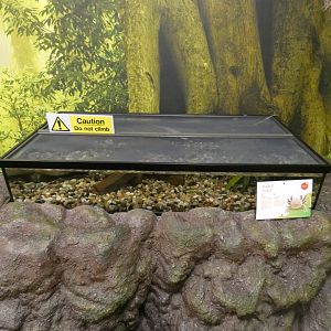 Axolotl enclosure (Plantasia Swansea)