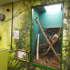 Chipmunk enclosure (Plantasia Swansea)