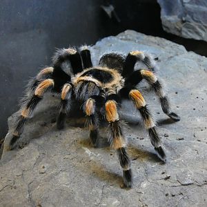 Mexican red-knee tarantula (Plantasia Swansea)