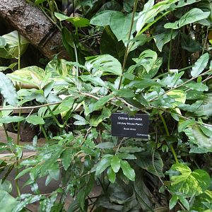 Mickey Mouse Plant (Plantasia Swansea)