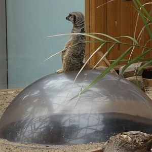Meerkat (Plantasia Swansea)
