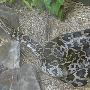 Burmese python (Plantasia Swansea)
