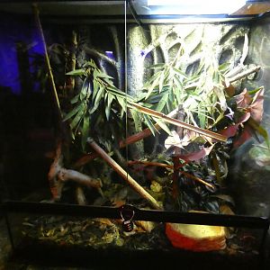 Veiled chameleon enclosure (Plantasia Swansea)