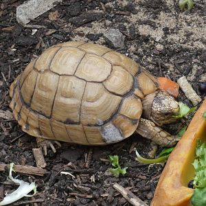 Egyptian tortoise (Plantasia Swansea)