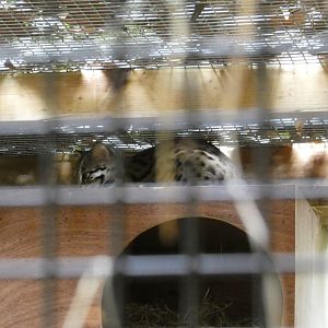Asian leopard cat (Plantasia Swansea)