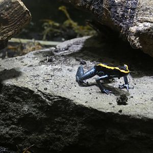Golfodulcean poison dart frog (Plantasia Swansea)