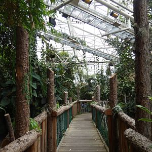 View across rainforest area (Plantasia Swansea)