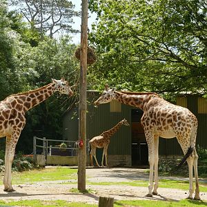 Rothschild's giraffes, July 2021