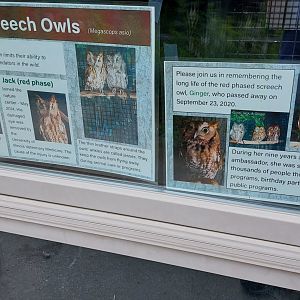 Eastern Screech Owl Signage
