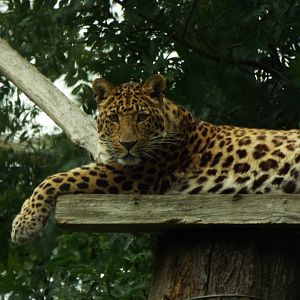 North-Chinese Leopard
