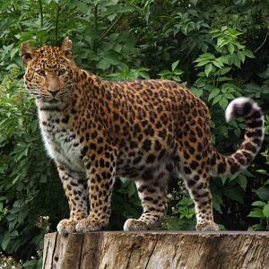 North-Chinese Leopard