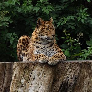 North-Chinese Leopard
