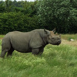 Black Rhinoceros