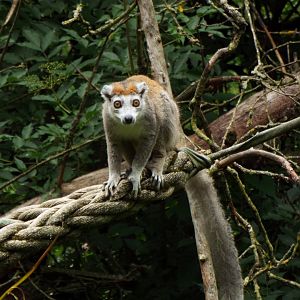 Crowned Lemur