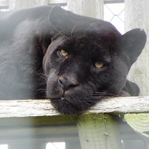Melanistic Jaguar