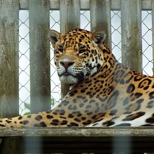 Jaguar