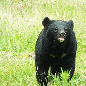 Asiatic Black Bear