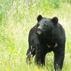 Asiatic Black Bear