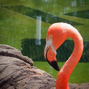 Caribbean Flamingo at the Greensboro Science Center