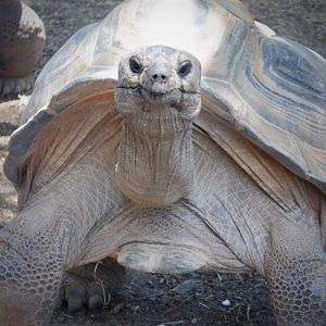 Aldabra Tortoise at the Greensboro Science Center