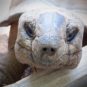 Aldabra Tortoise at the Greensboro Science Center