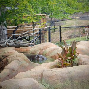 Pygmy Hippo and Okapi at the Greensboro Science Center
